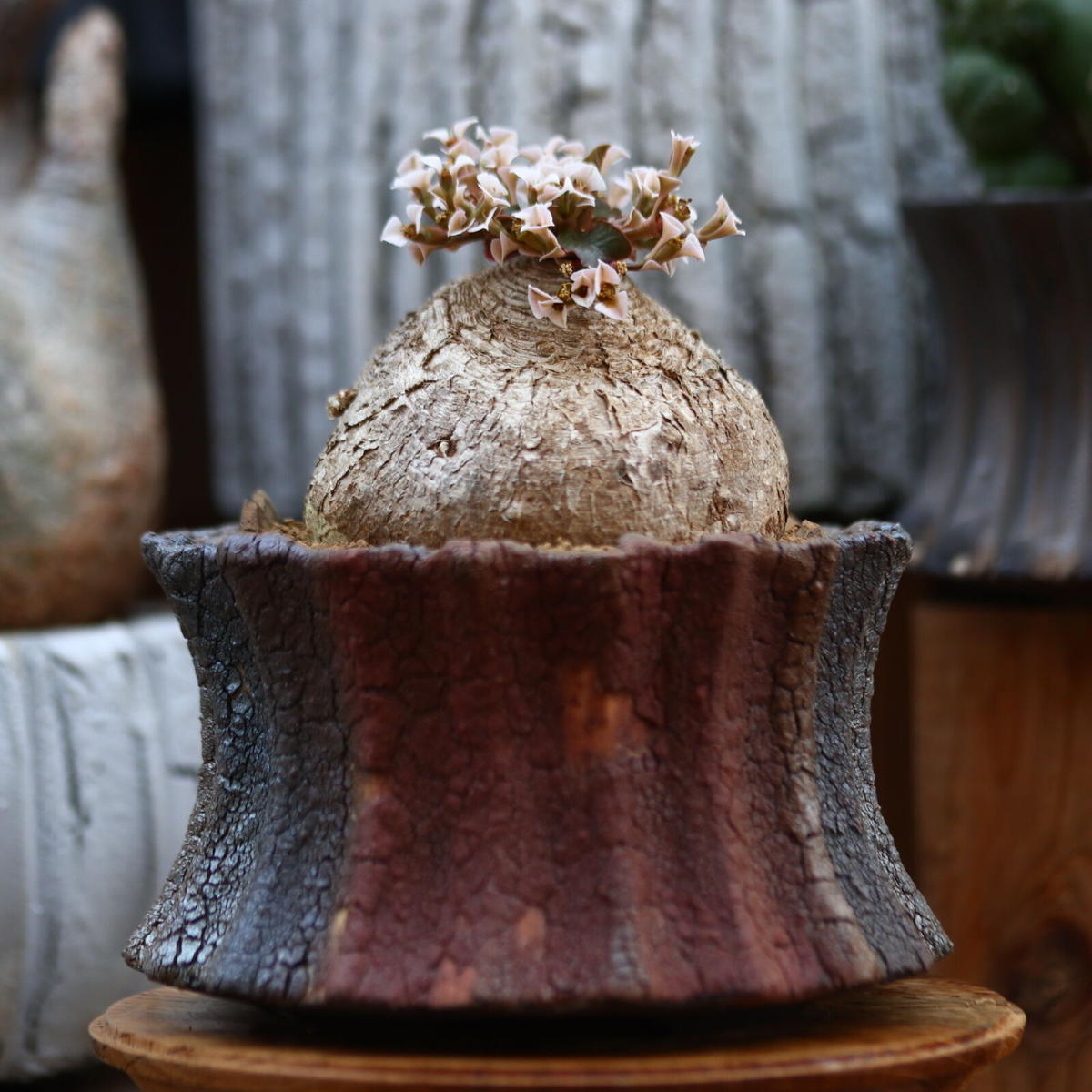 ユーフォルビア プリムリフォリア　発根済み ユーフォルビア プリムリフォリア 