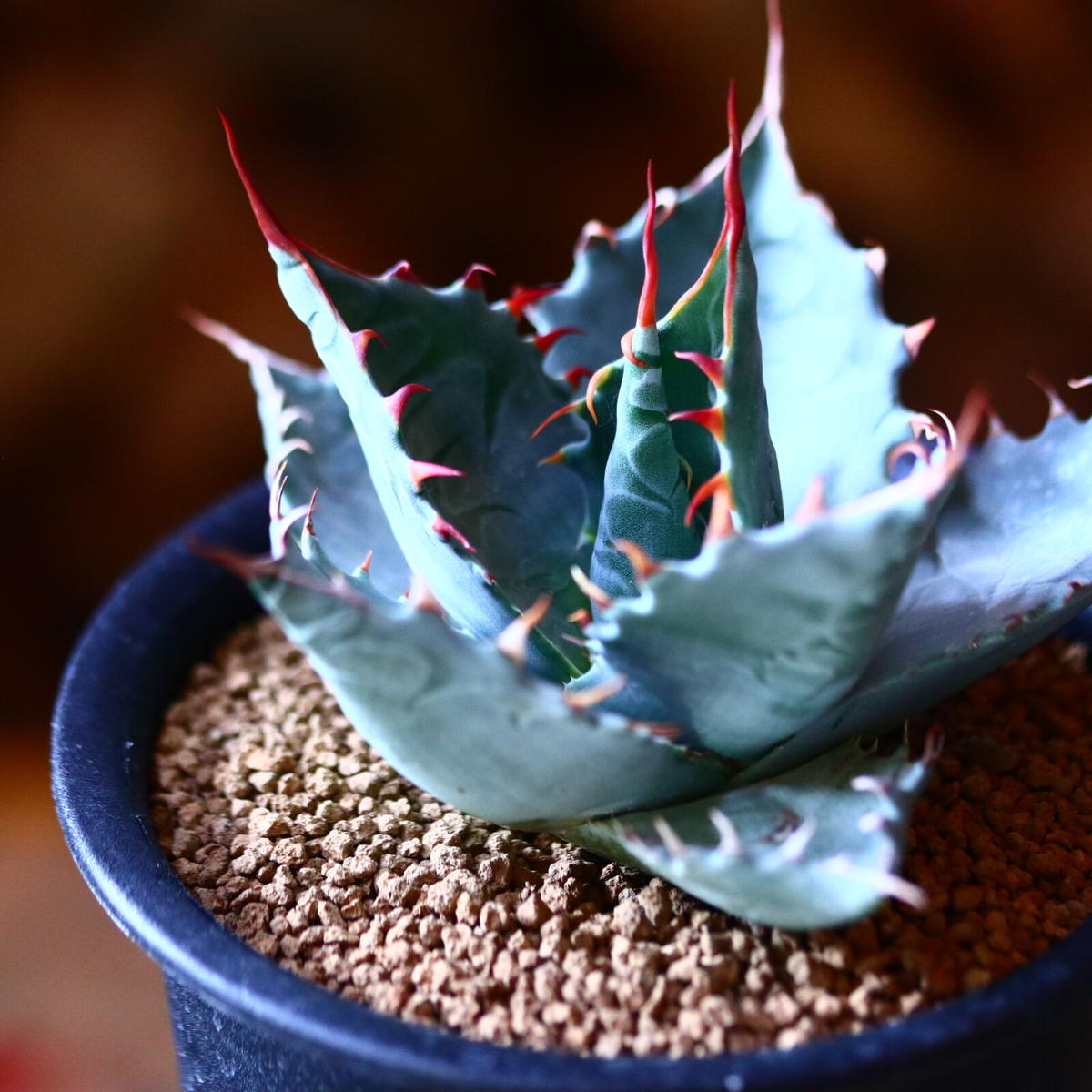 コ7619 「多肉植物」アガベ パラサナ 斑入り【有望株・リュウゼツラン