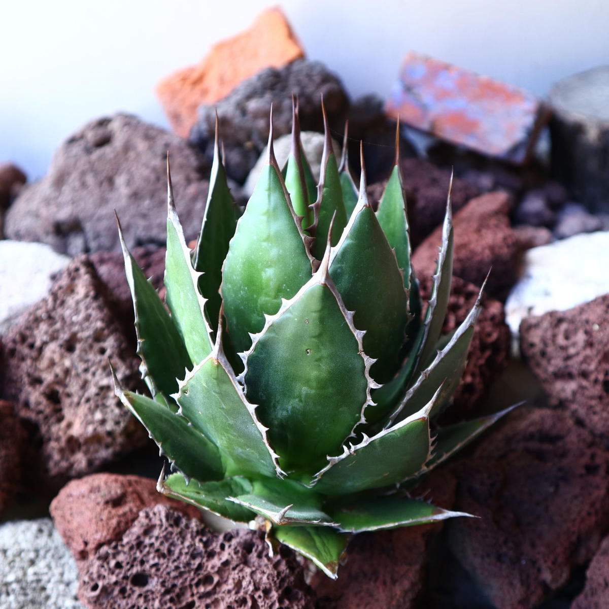 アガベ ホリダ Agave horrida no.30821 | 芽の巣山