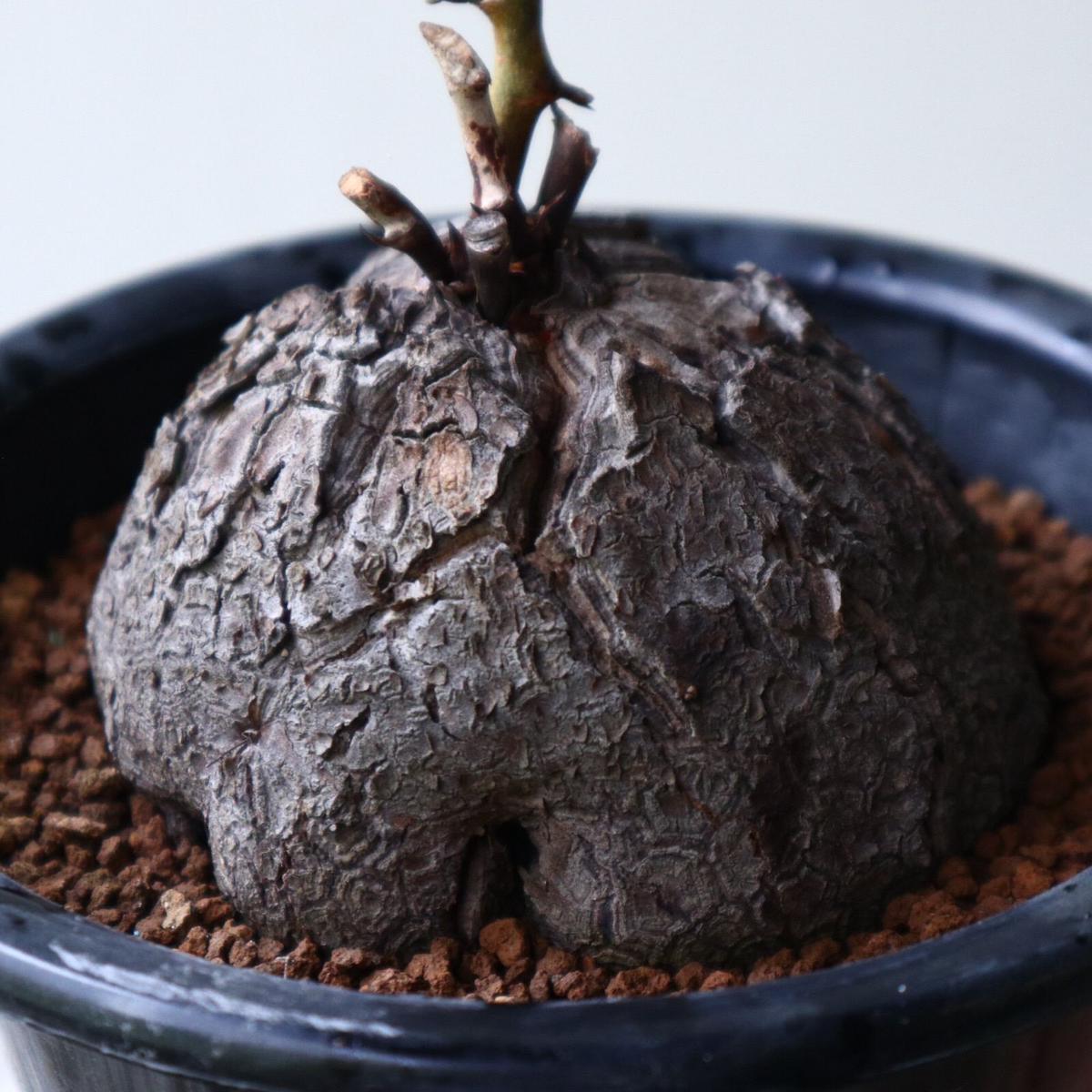  Dioscorea Elephantipe No 923 