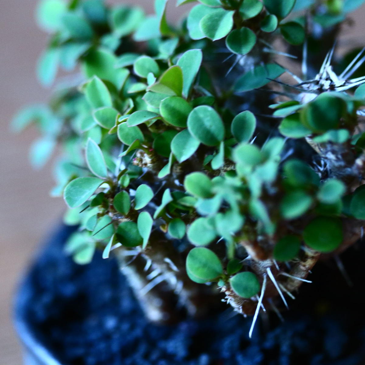 ユーフォルビア 花キリン 八房性 Euphorbia Milii No