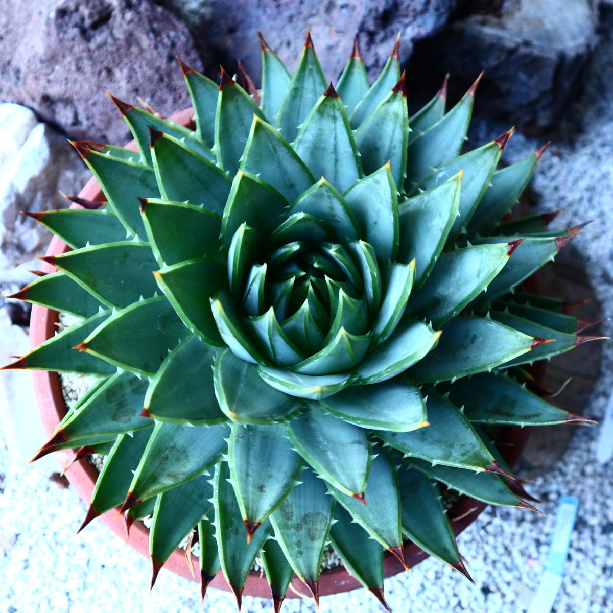 22年新作 Polyphylla 7号 ｔ7 現品 アロエ ポリフェラ Aloe 植物 観葉植物 Www Smithsfalls Ca