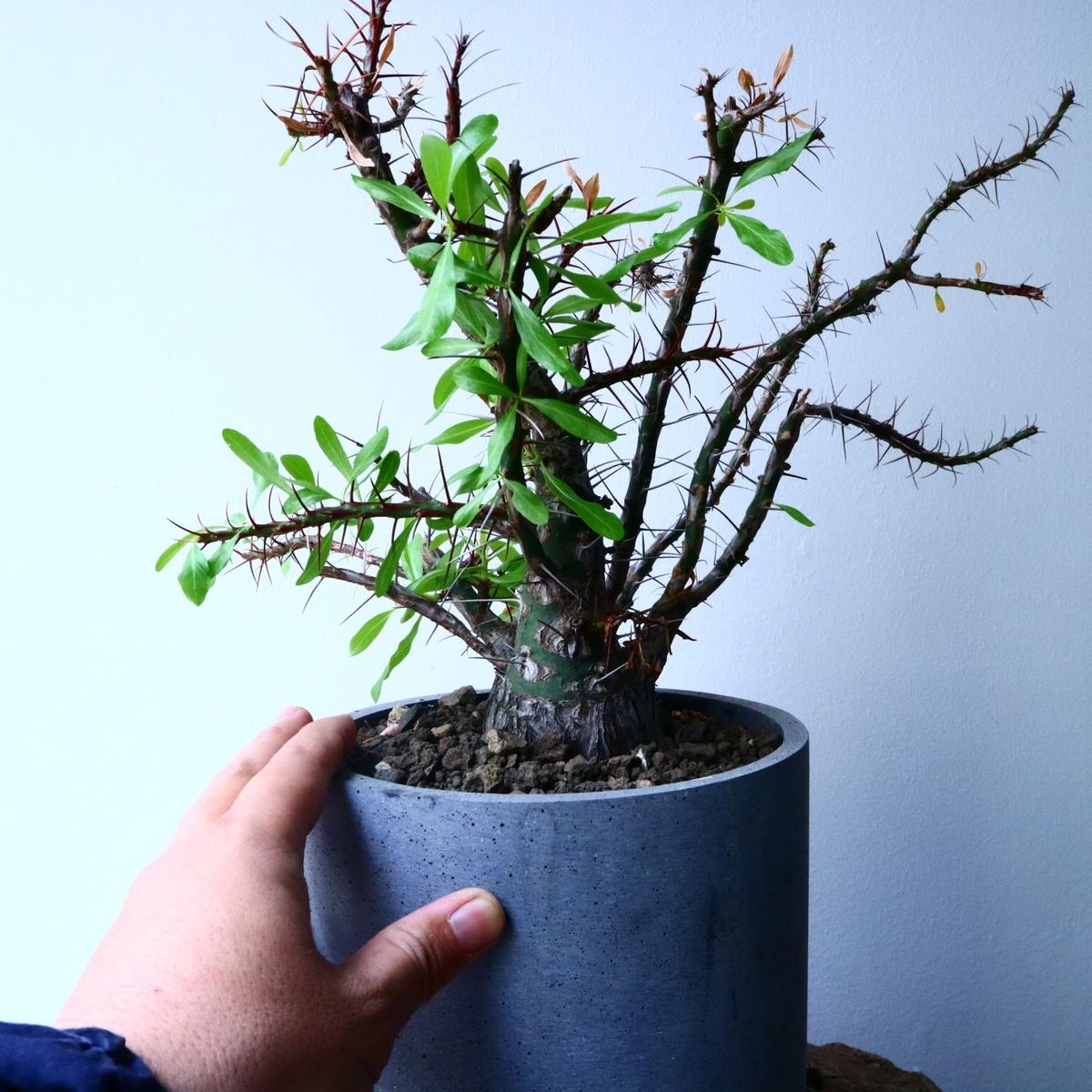フォークイエリア プルプシー ファシクラータ Fouquieria Purp