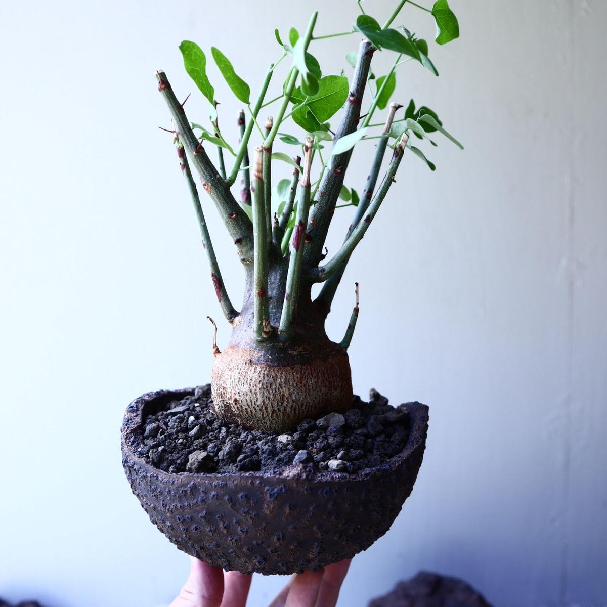 アデニア スピノーサ 超超特大株 22㌔ Adenia spinosa アデニア