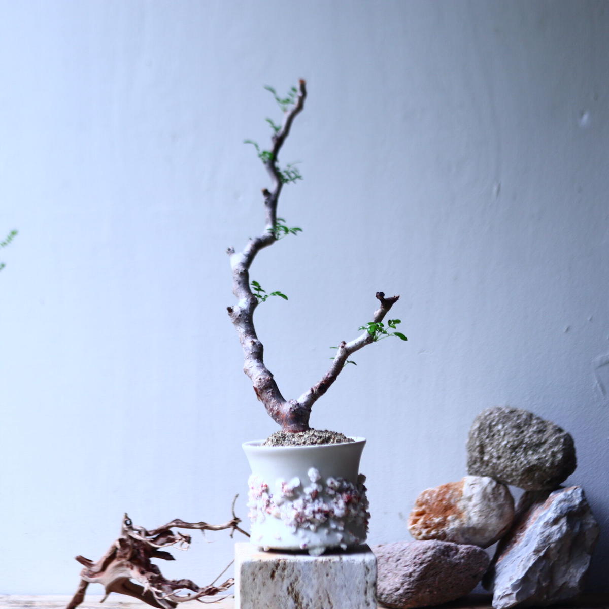 コミフォラ モンストローサ Commiphora Monstrosa No