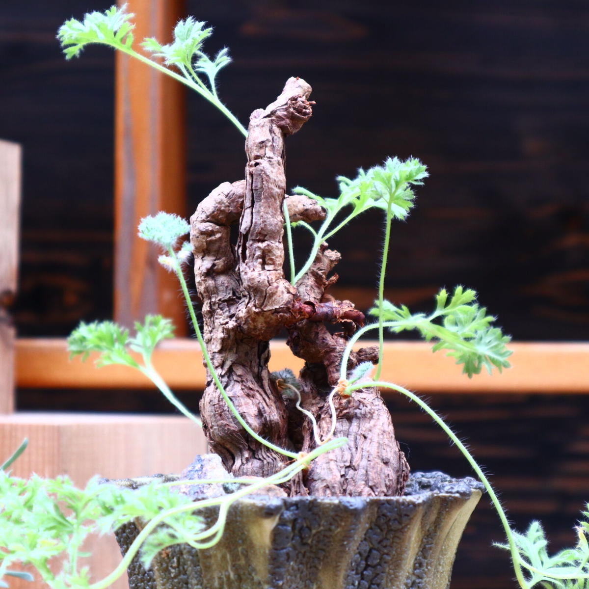 国内管理5年目 特大株 ペラルゴニウム トリステ pelargonium