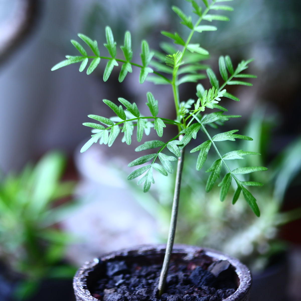 ブルセラ ミクロフィラ Bursera microphylla no.71919 |...