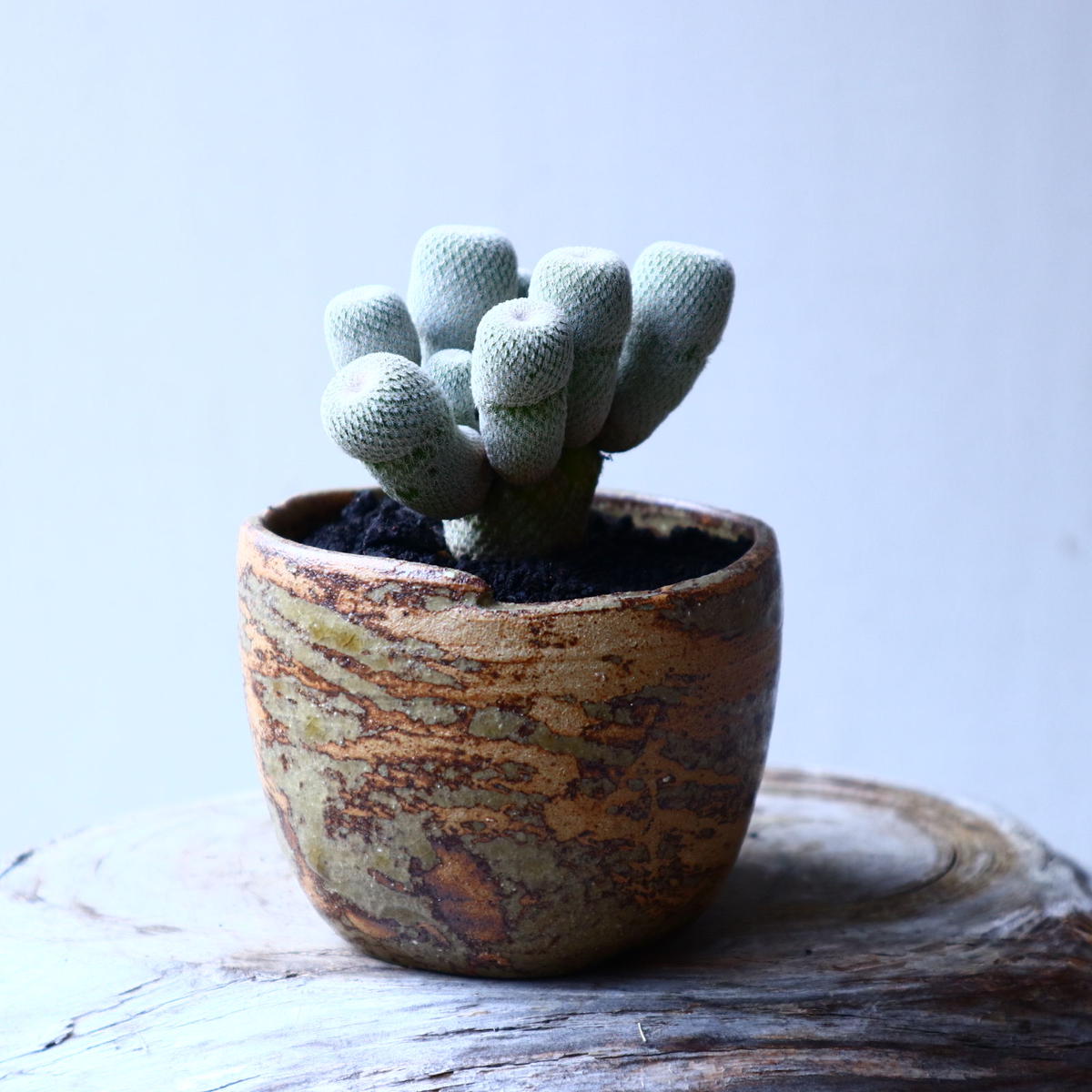 エピテランサ 月世界 Epithelantha Micromeris No