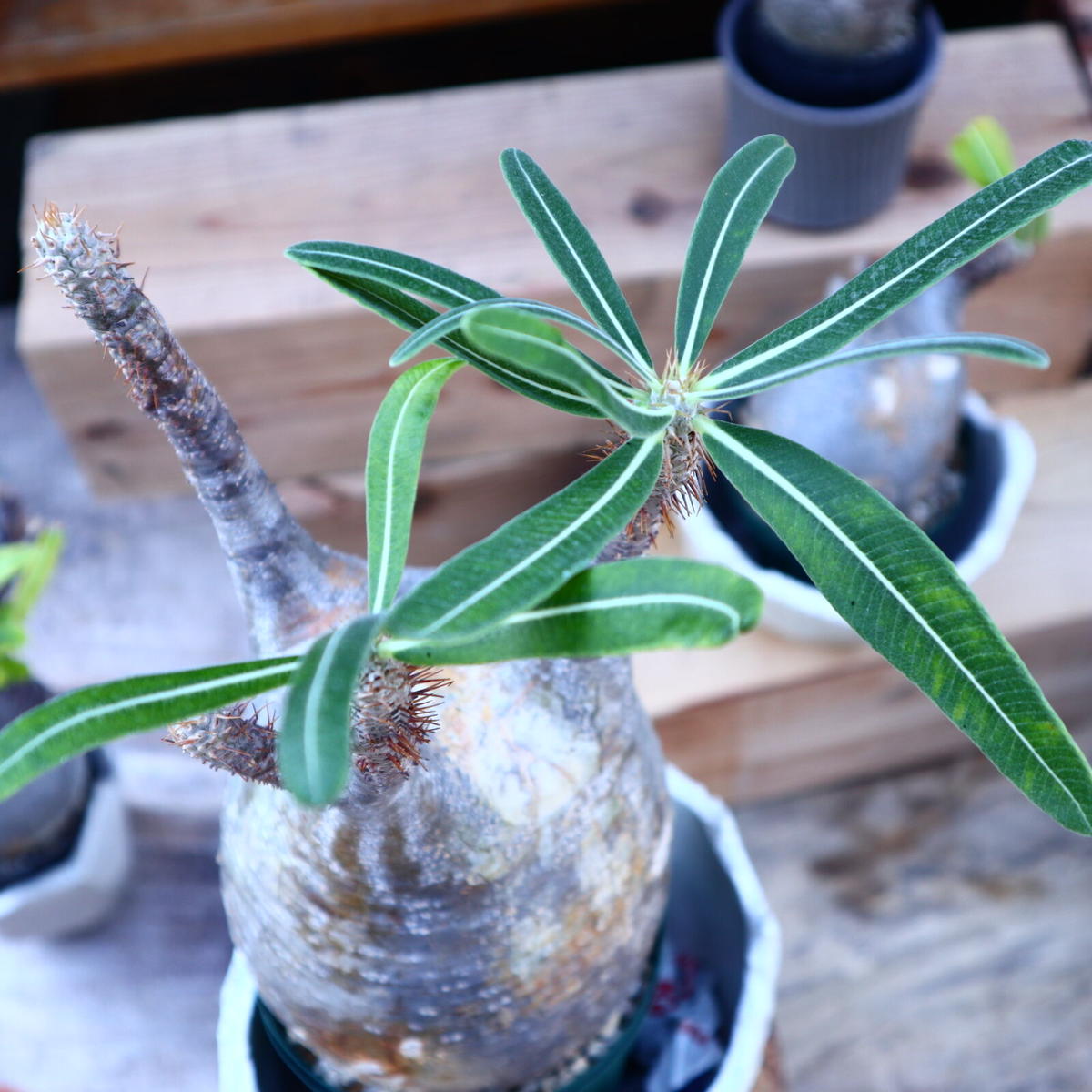 RUST PLAN ALUMINIUM POT アルミ ポット