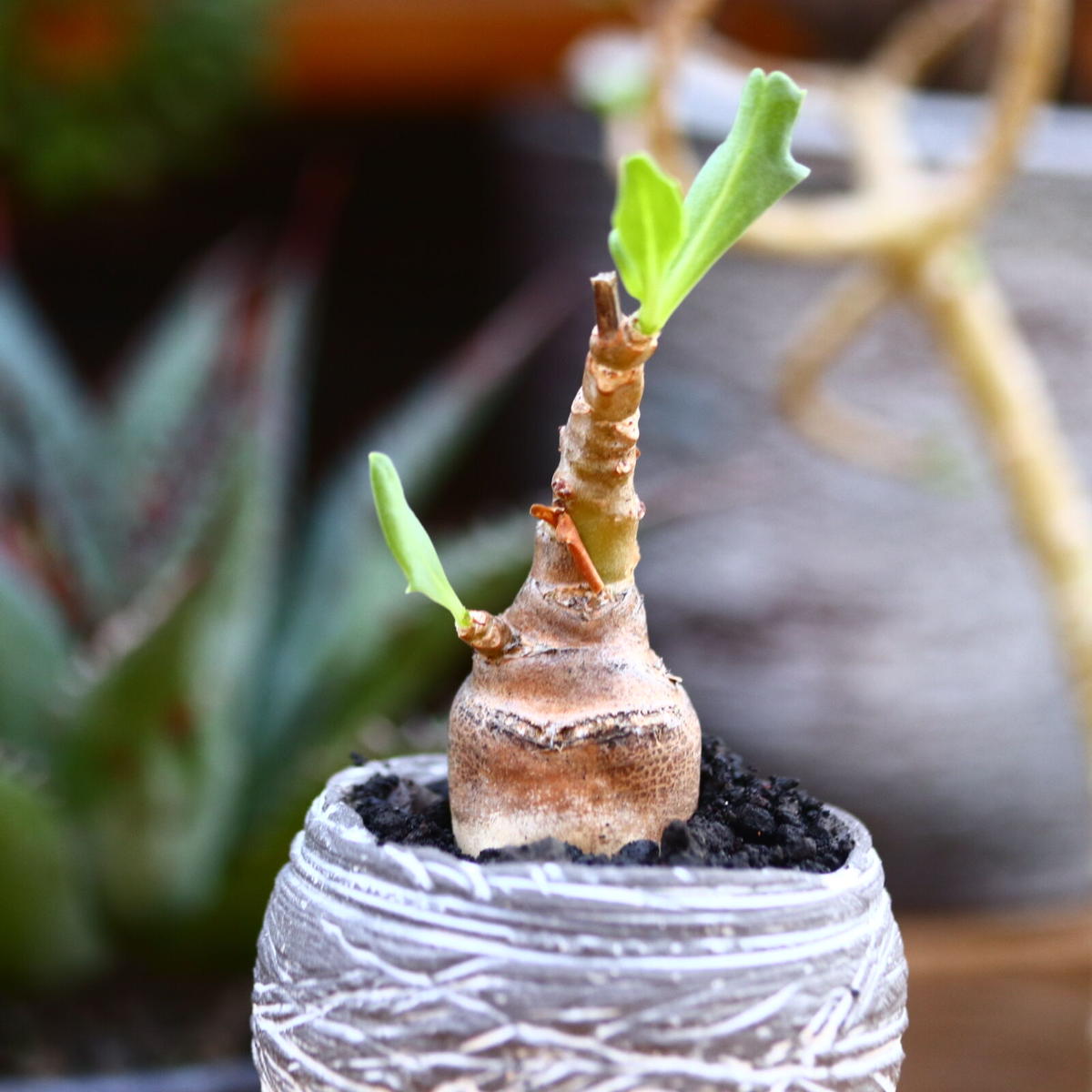 希少 コレクション株 オトンナ パキポダ 【公式通販】