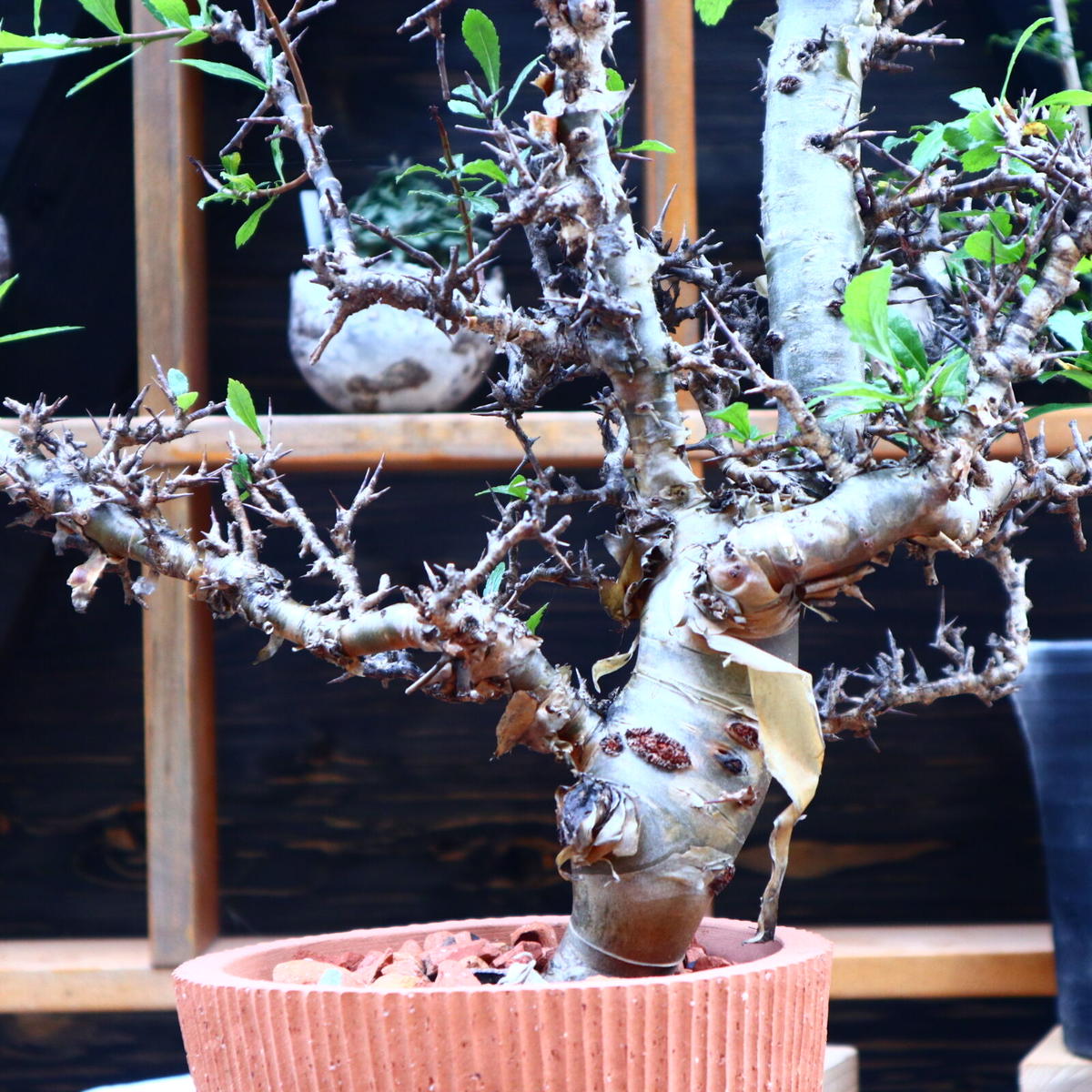 ⑥commiphora kua コミフォラクア 灌木 南アフリカ 塊根植物