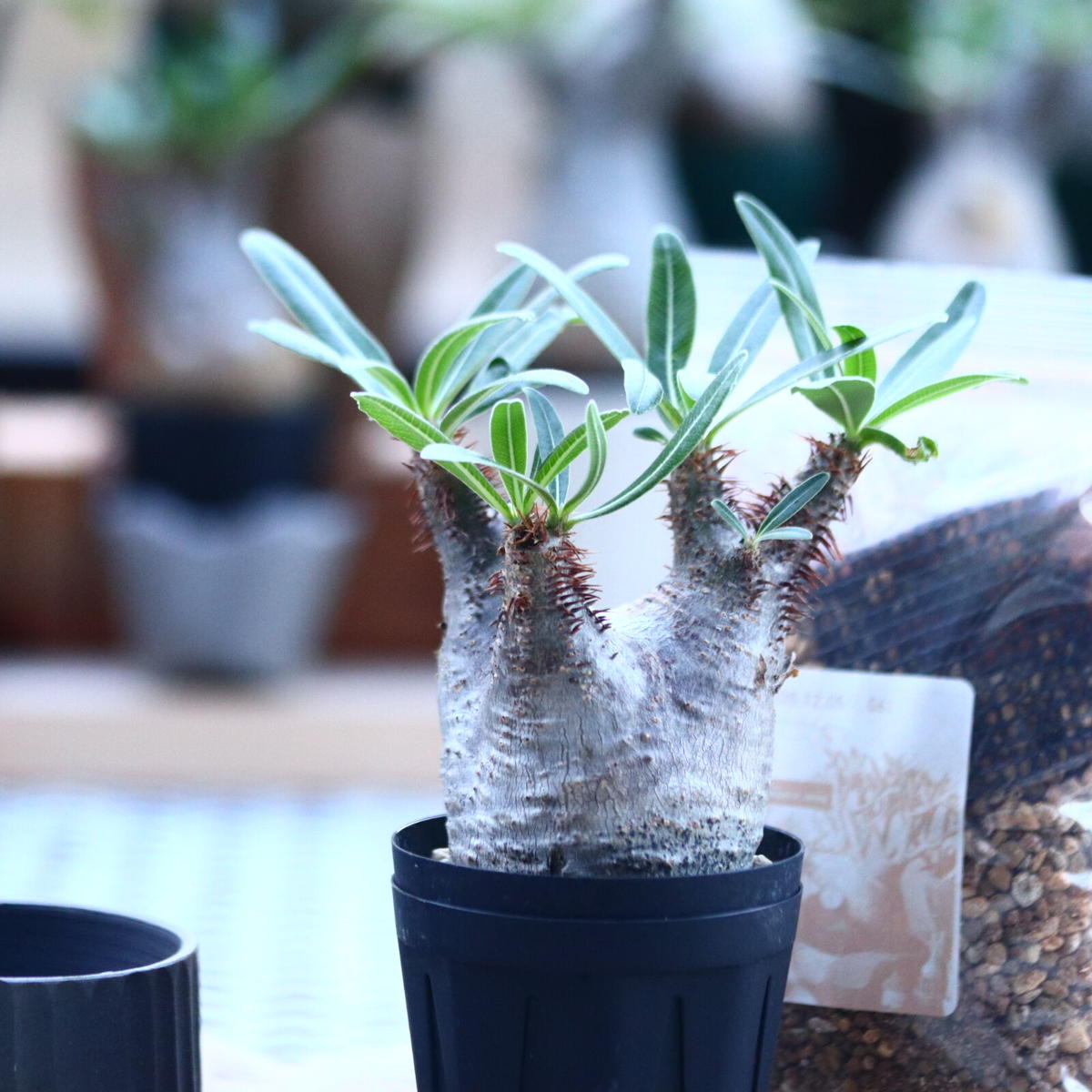 ﾞハルコイ セット パキポディウム グラキリス No 芽の巣山