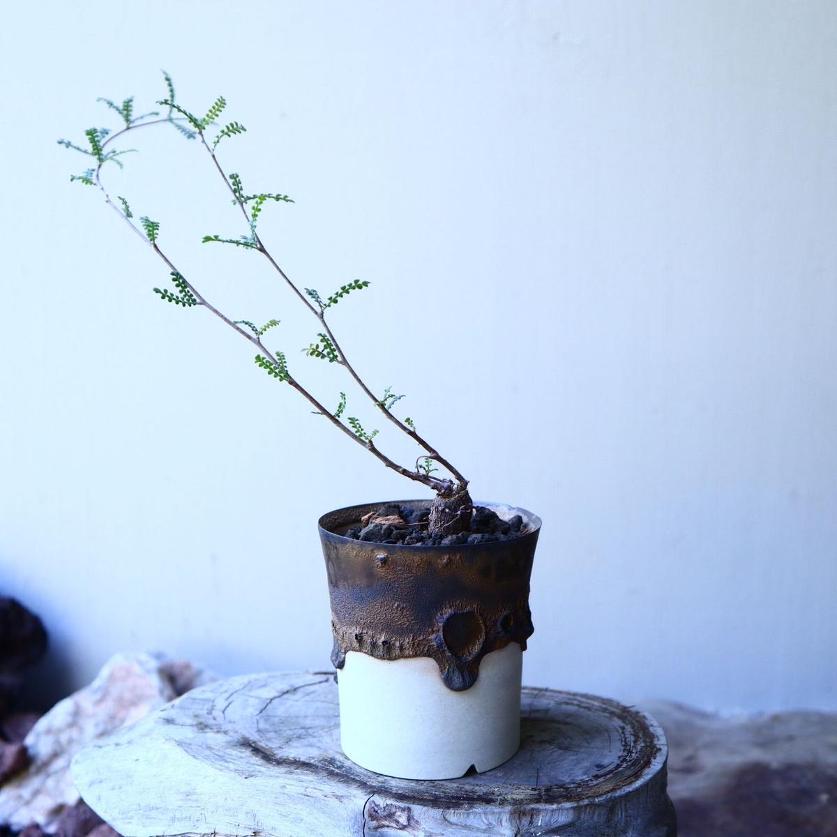 オペルクリカリア ヒファエノイデス 根差し Operculicarya Hyp