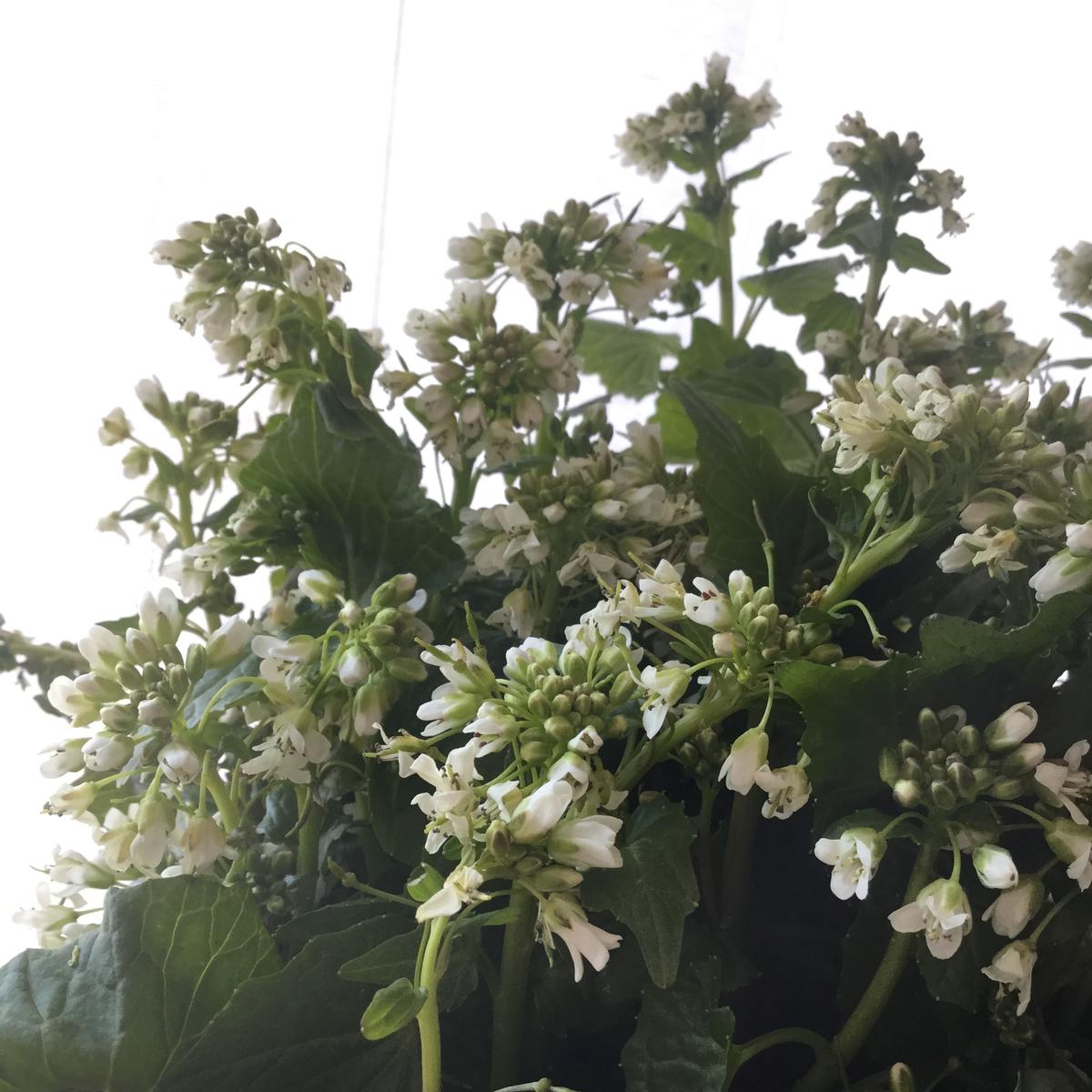 野沢菜古漬けと花山葵 Midolis