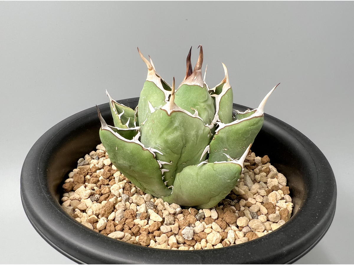 魅力的な価格 NO NAME plants選抜株 アガベ チタノタ fo-76 coyote