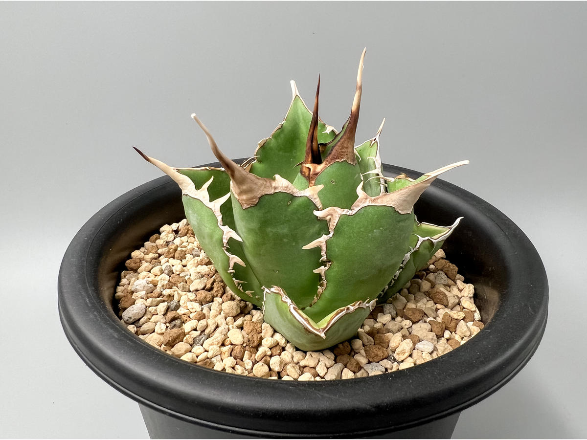 魅力的な価格 NO NAME plants選抜株 アガベ チタノタ fo-76 coyote