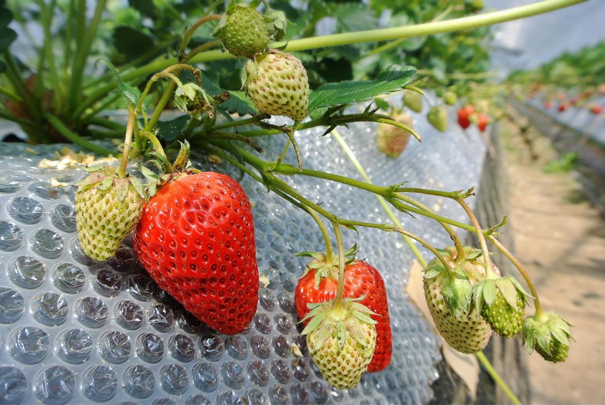 超貴重 農薬 肥料不使用 自然栽培イチゴ きぼうのいちご 自然栽培 有精卵 固定種
