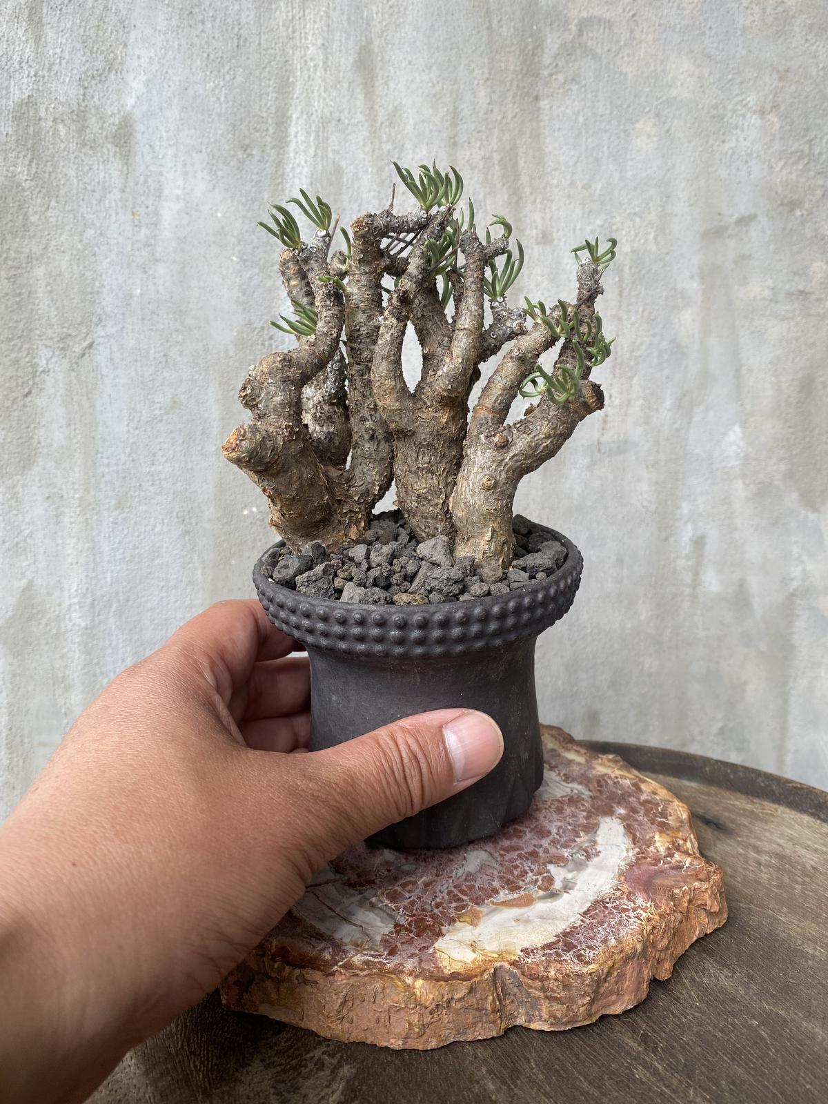 セール】現地株 チレコドン ペアルソニー11