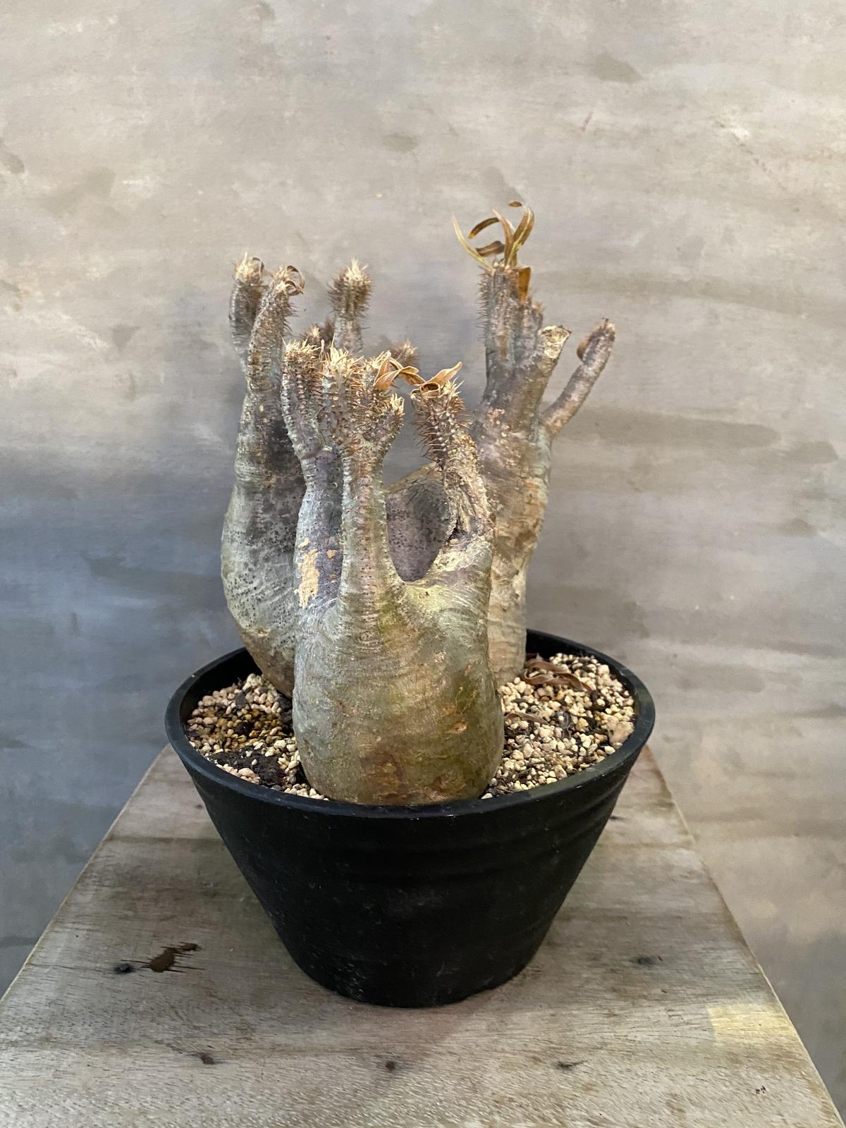 格安saleスタート 現地球 ダブルヘッド1100 グラキリス 植物 観葉植物 Csjla Pe 格安saleスタート 現地球 ダブルヘッド1100 グラキリス 植物 観葉植物 Csjla Pe
