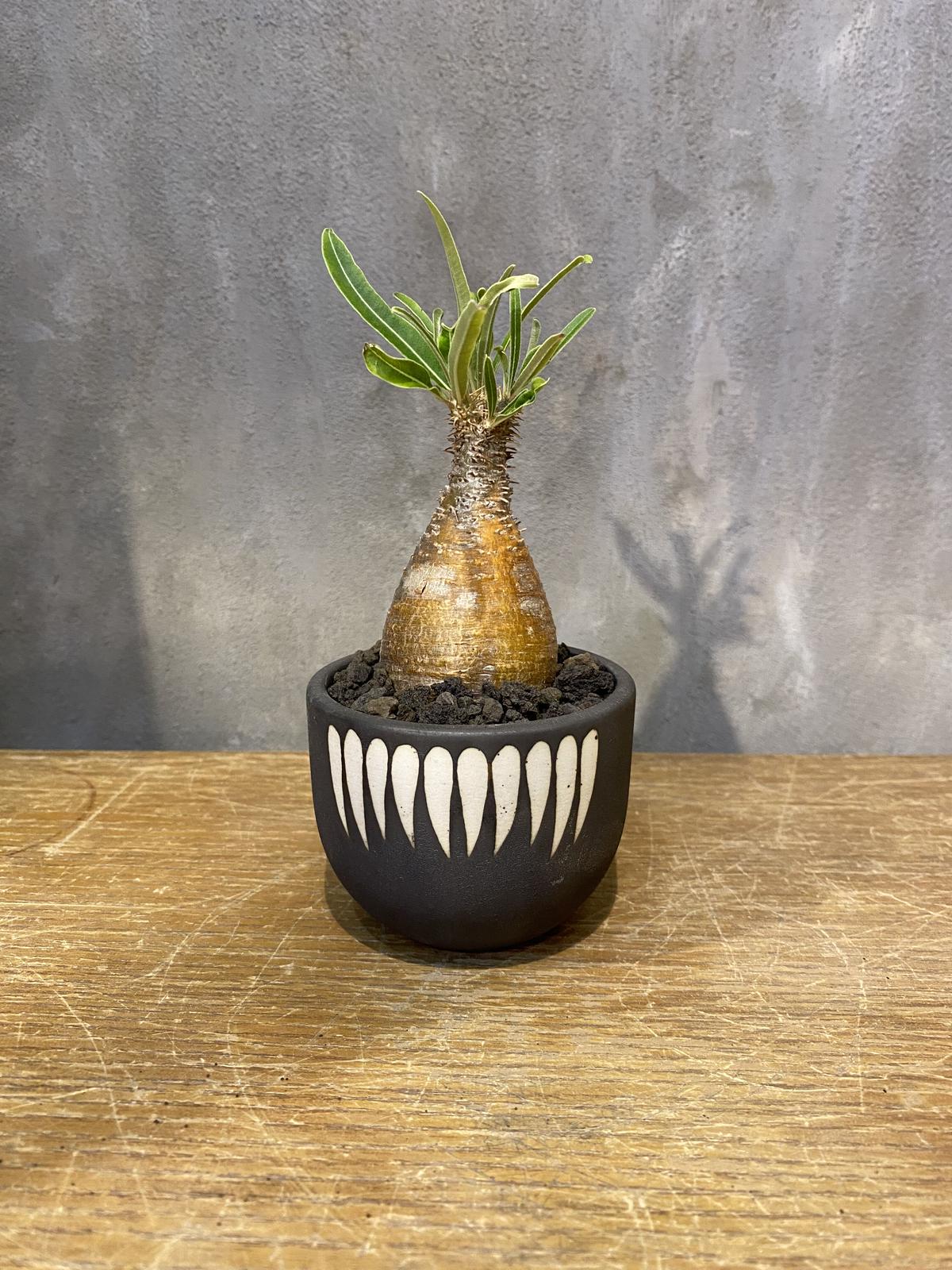 パキポディウム グラキリス　VALIEM鉢付き fit=scale-down,w=1200