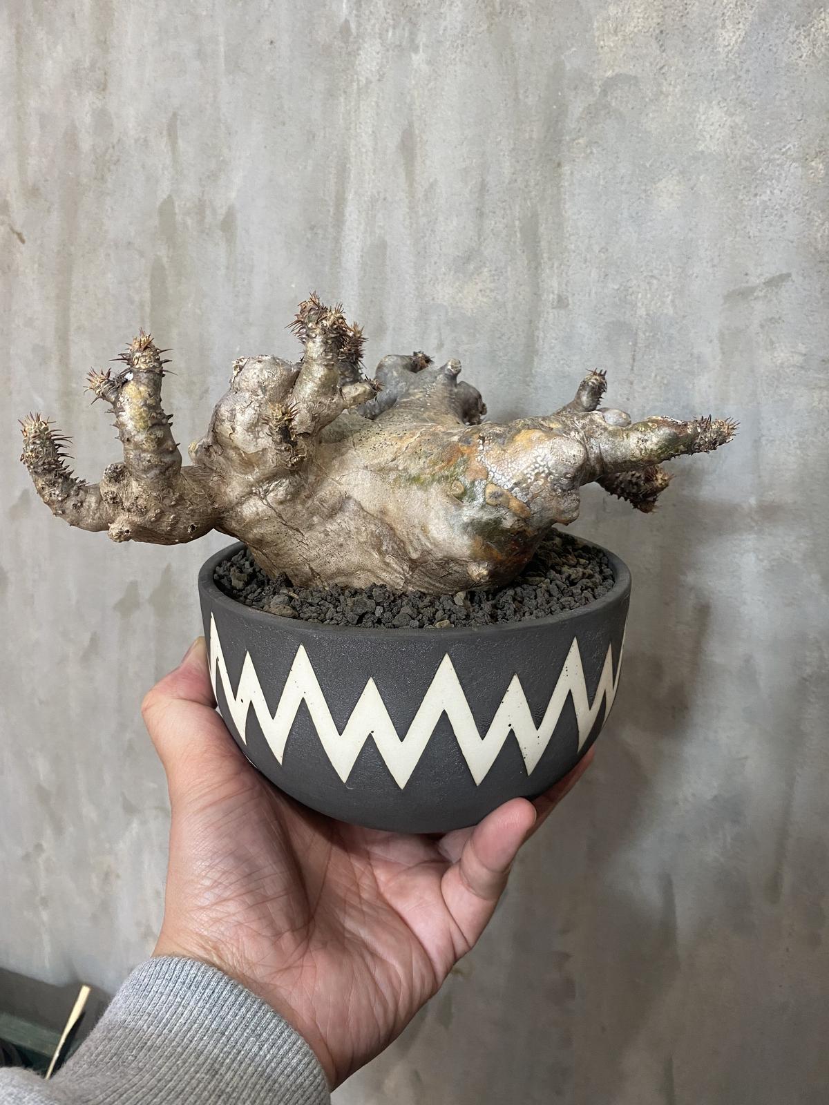 [植物×鉢] パキポディウム マカイエンセ × valiem joker Lサイズ 塊根