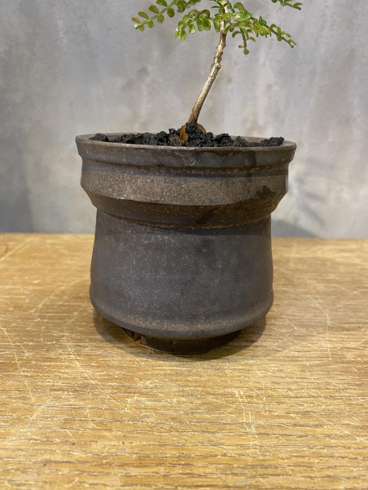 オペルクリカリア ボレアリス 【実生株】 【公式通販】