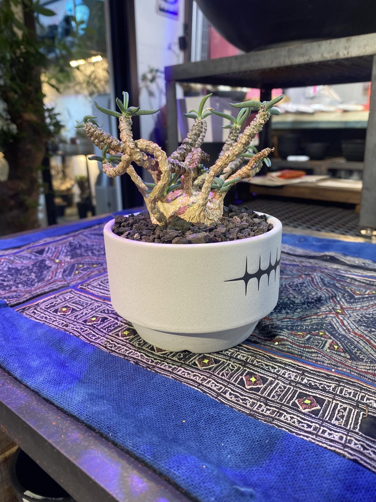 15250円 日本人気超絶の 塊根植物☆超大型優良株ユーフォルビア キリンドリフォリア 鉢付き 15250円 日本人気超絶の 塊根植物☆超大型優良株ユーフォルビア キリンドリフォリア 鉢付き