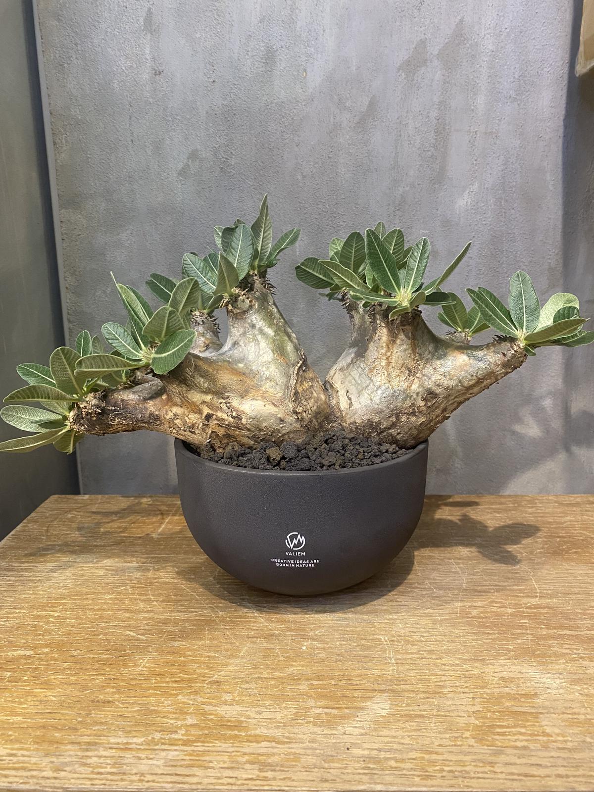 VALIEM MONSTER MOUTH BOWL-L04 鉢 植木鉢 アオボウズ バリエム VALIEM MONSTER MOUTH BOWL-L04 鉢 植木鉢 アオボウズ バリエム