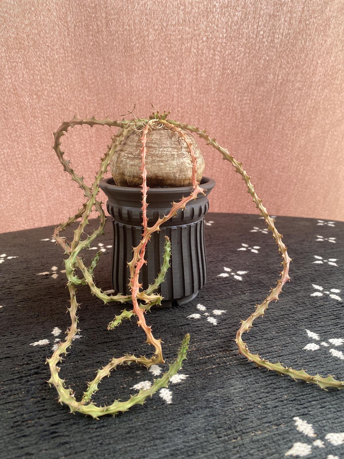 【植物×鉢】ユーフォルビア デシドゥア 現地球 発根済 ×保田 修作 陶作 陶器鉢 多肉植物 塊根植物 コーデックス