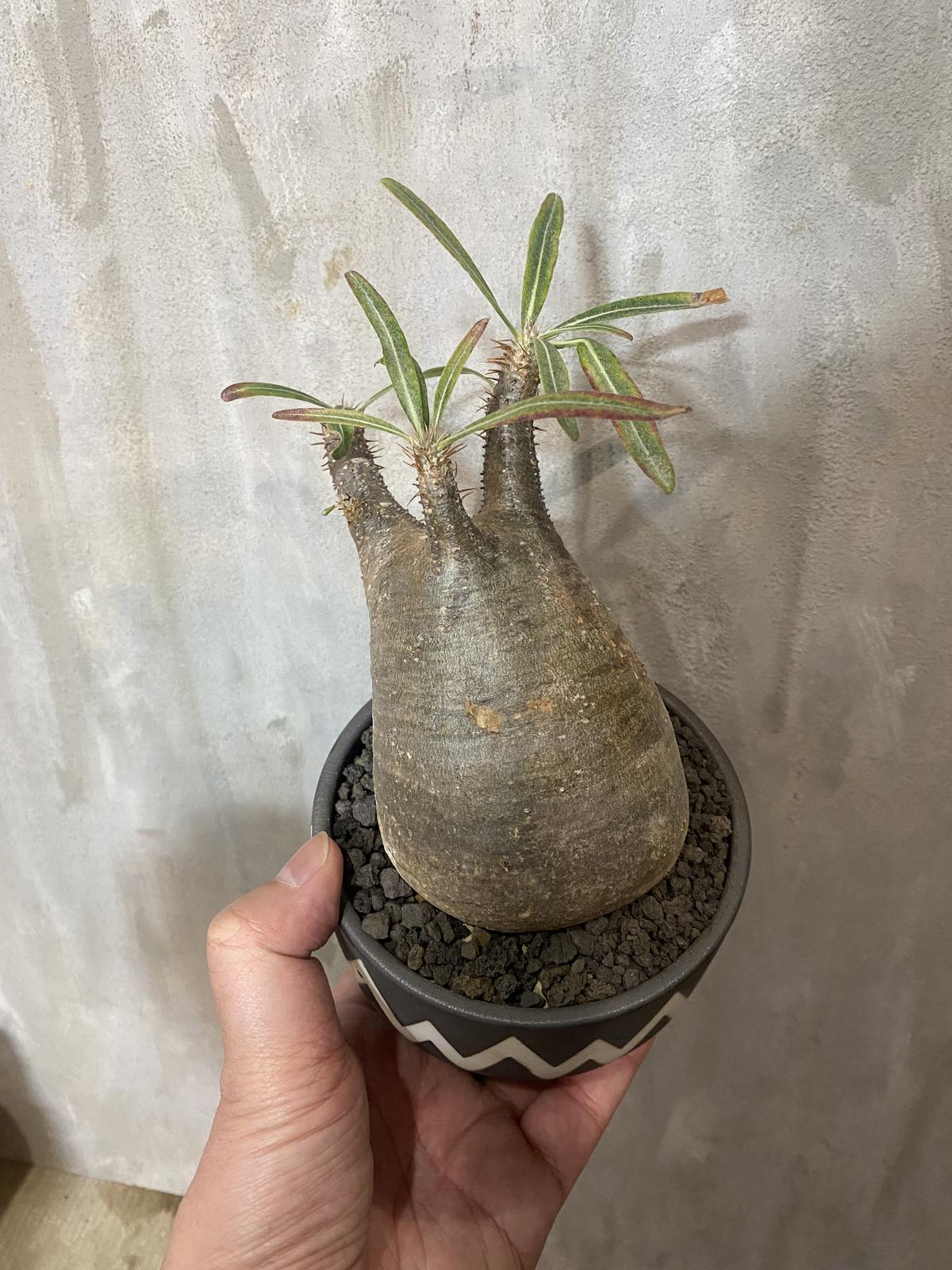 VALIEM sizeS 鉢 アガベ コーデックス 多肉植物 塊根植物