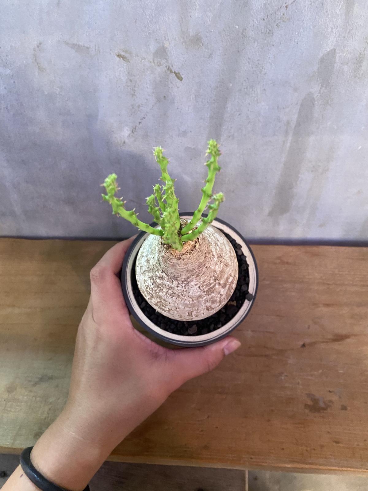ユーフォルビア・セプルタ (接) 塊根植物 コーデックス アデニア ユーフォルビア・セプルタ (接) 塊根植物 コーデックス アデニア