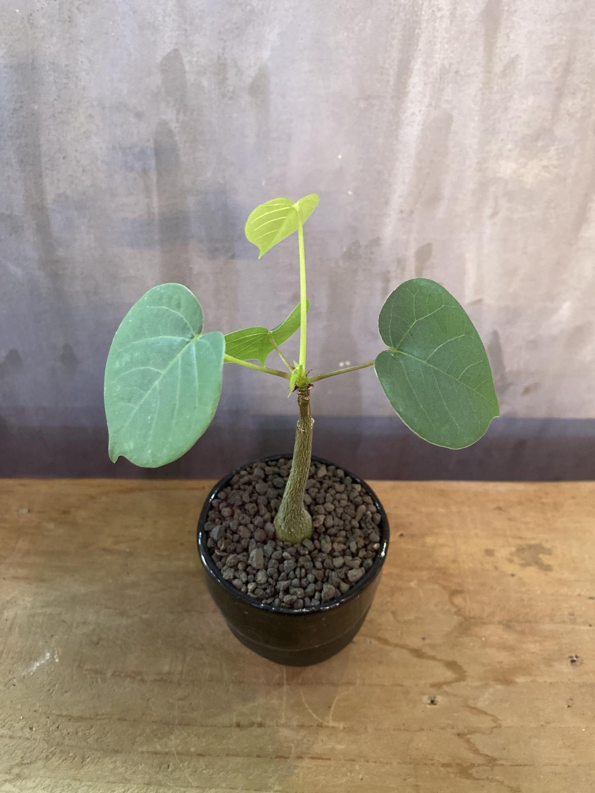 まとめ買い歓迎 塊根植物 現品 希少 レア ボンバックス H149cm 高級樹脂製8号鉢仕立 観葉植物 プセウドボンバックス エリプティクム エリプチカム 学名 Bombax Ellipticum コーデックスプランツ 送料無料 お気にいる Cgkit2 Commercegurus Com