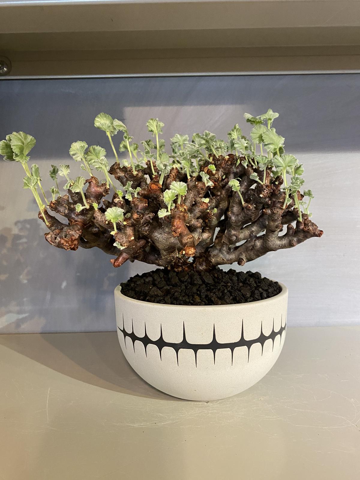 ペラルゴニウム ミラビレ 発根済み株 死枝、折れあり