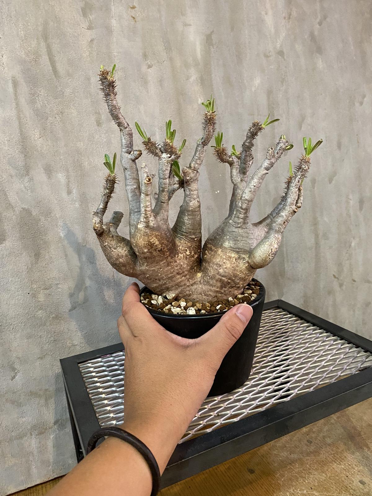 発根済 パキポディウムグラキリス No.44 塊根植物 コーデックス