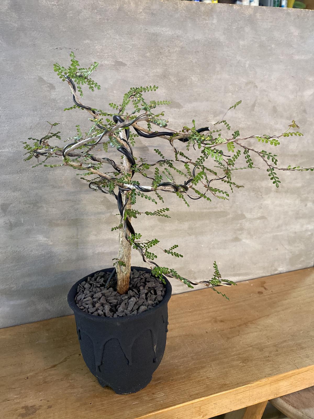 【国内実生】オペルクリカリア デカリー ボコ肌 季節斑が出ます ※鉢のまま発送 国内実生】オペルクリカリア デカリー ボコ肌 季節斑が出ます