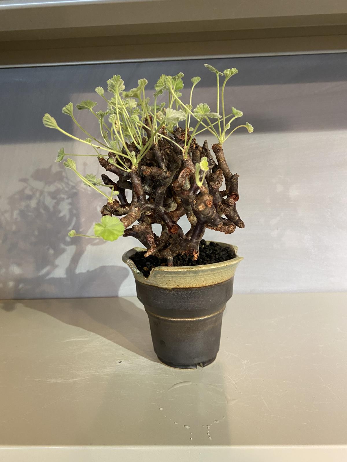 ペラルゴニウム ミラビレ 鉢付 塊根植物 8labo 検索 パキプス