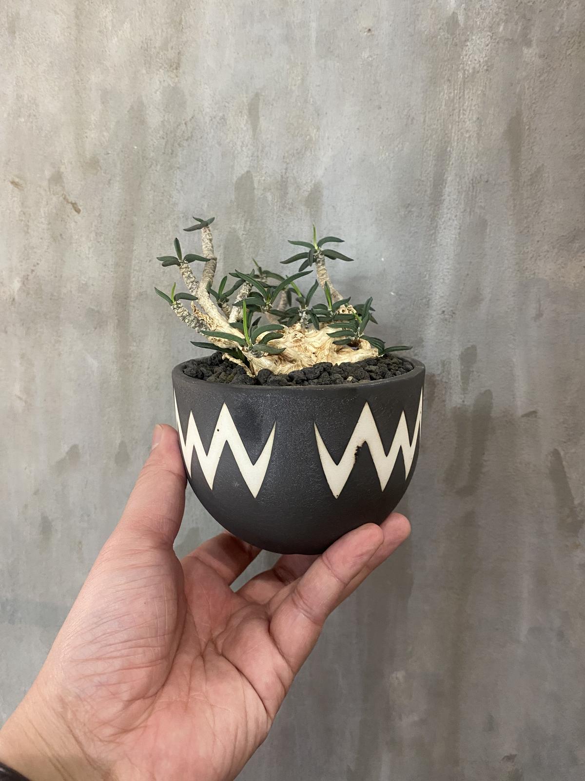 パステルオリーブ valiem 鉢 joker Mサイズ | vendee-rehaussement.com