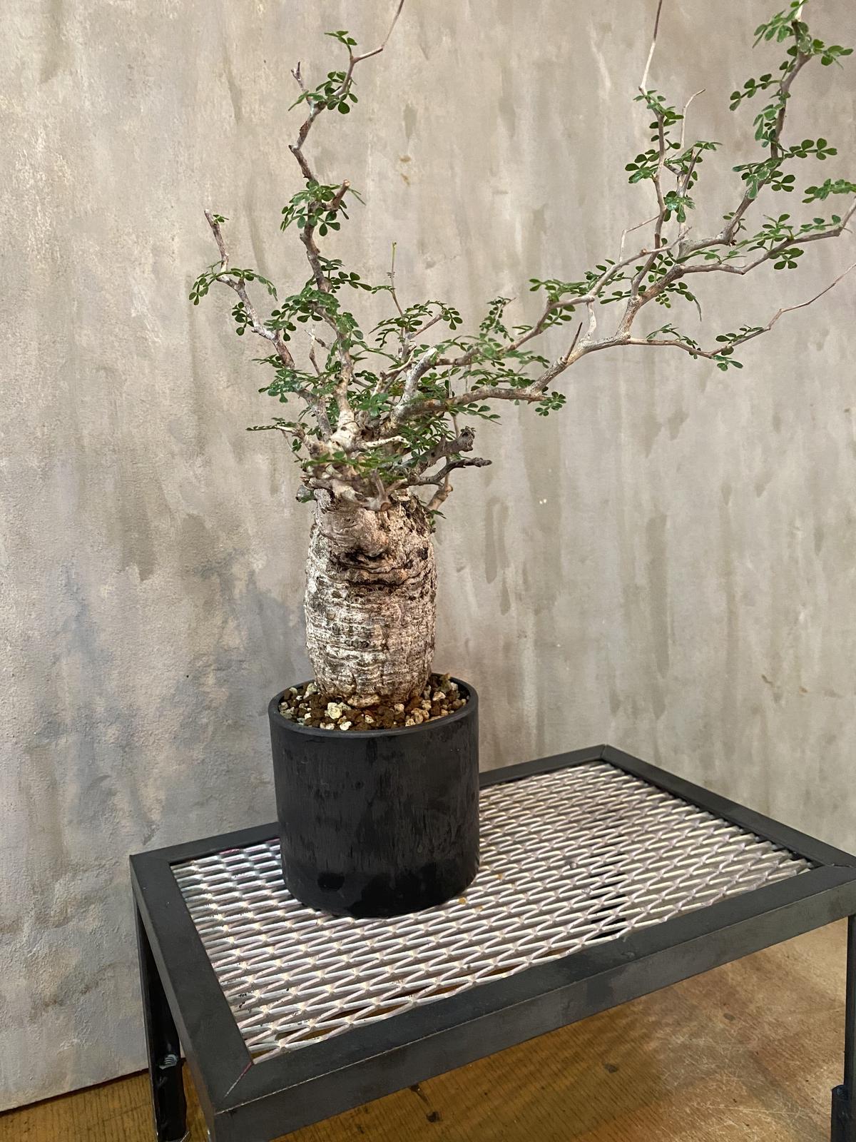 ブーゲンビリア 盆栽ブーゲンビレア 観葉植物 塊根植物 ガーデニング