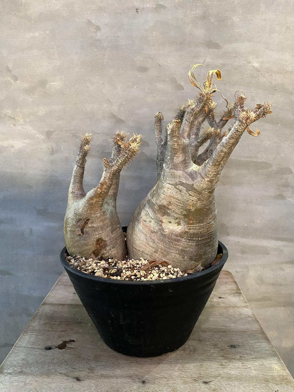 格安saleスタート 現地球 ダブルヘッド1100 グラキリス 植物 観葉植物 Csjla Pe 格安saleスタート 現地球 ダブルヘッド1100 グラキリス 植物 観葉植物 Csjla Pe