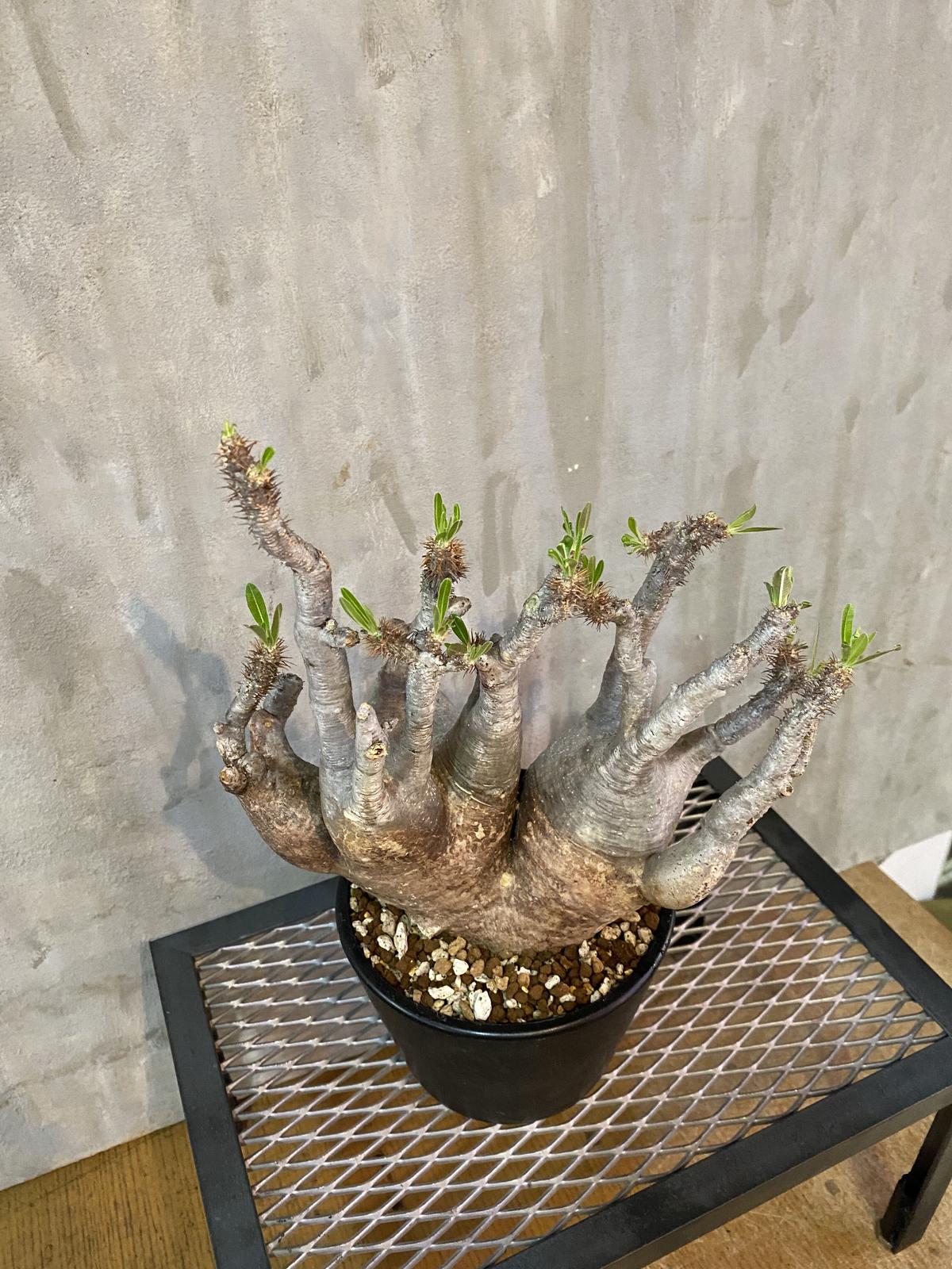 グラキリス ベアルート ［ YGB110 ］輸入直後 マダガスカル 現地株