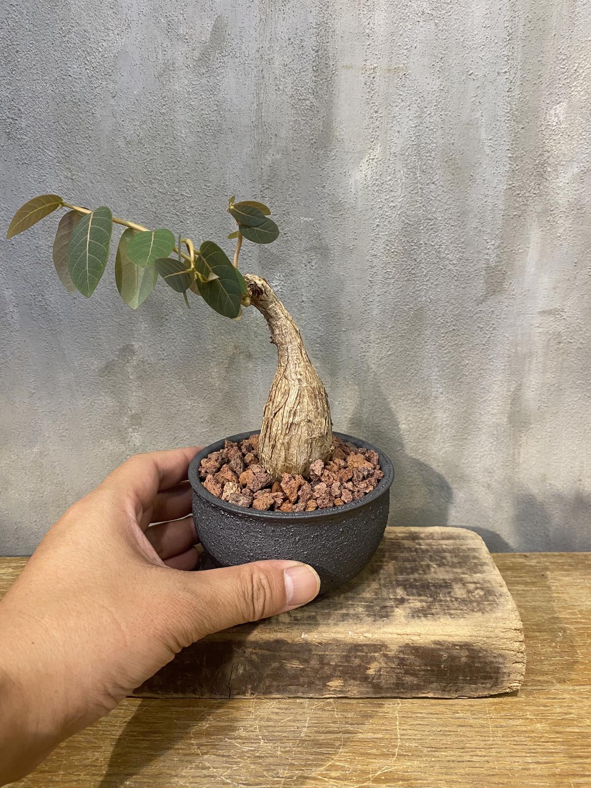 トリプルヘッド キルタンサス オブリクス 塊根植物 コーデックス 多肉