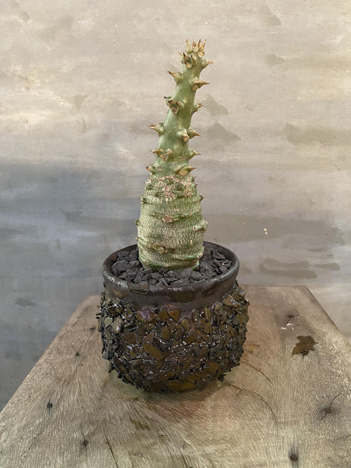 アガベ　ロイヤルフラッシュ Agave schidigera ´Royal Flush´ 19