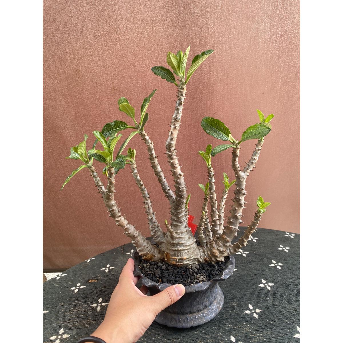 【植物×鉢】パキポディウム ウィンゾリー タイ実生株 発根済み