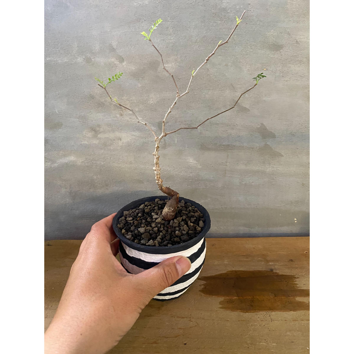 オペルクリカリア パキプス 実生株 Left Botanical 塊根植物 コーデックス