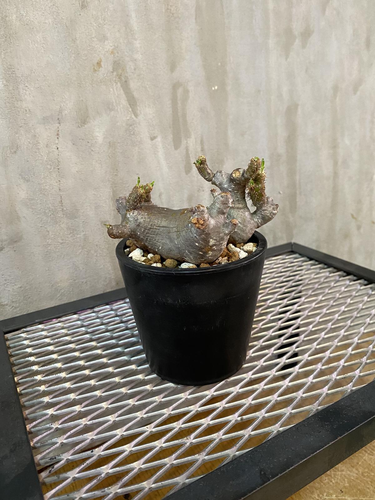 グラキリス ベアルート ［ YGB110 ］輸入直後 マダガスカル 現地株