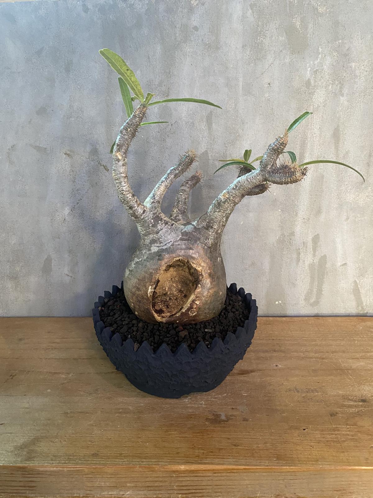 パキポディウム グラキリス×left botanical コレクション株 現地球 発