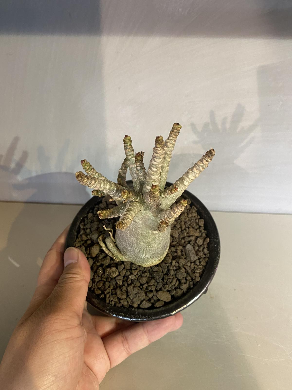 パキプス、アデニウム