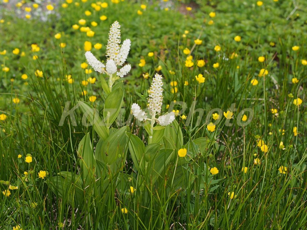 コバイケイソウ 01 Lサイズ 植物写真素材のお店 Kozue Pictorial