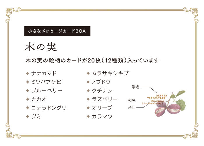 木の実の小さな図鑑風メッセージカードbox Mocolier オンラインショップ