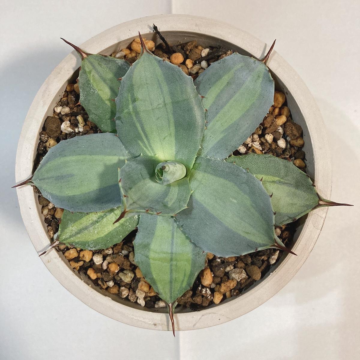 10 アガベ パリー ハイブリッド ホーチエンシス×シャーウィー アガベ